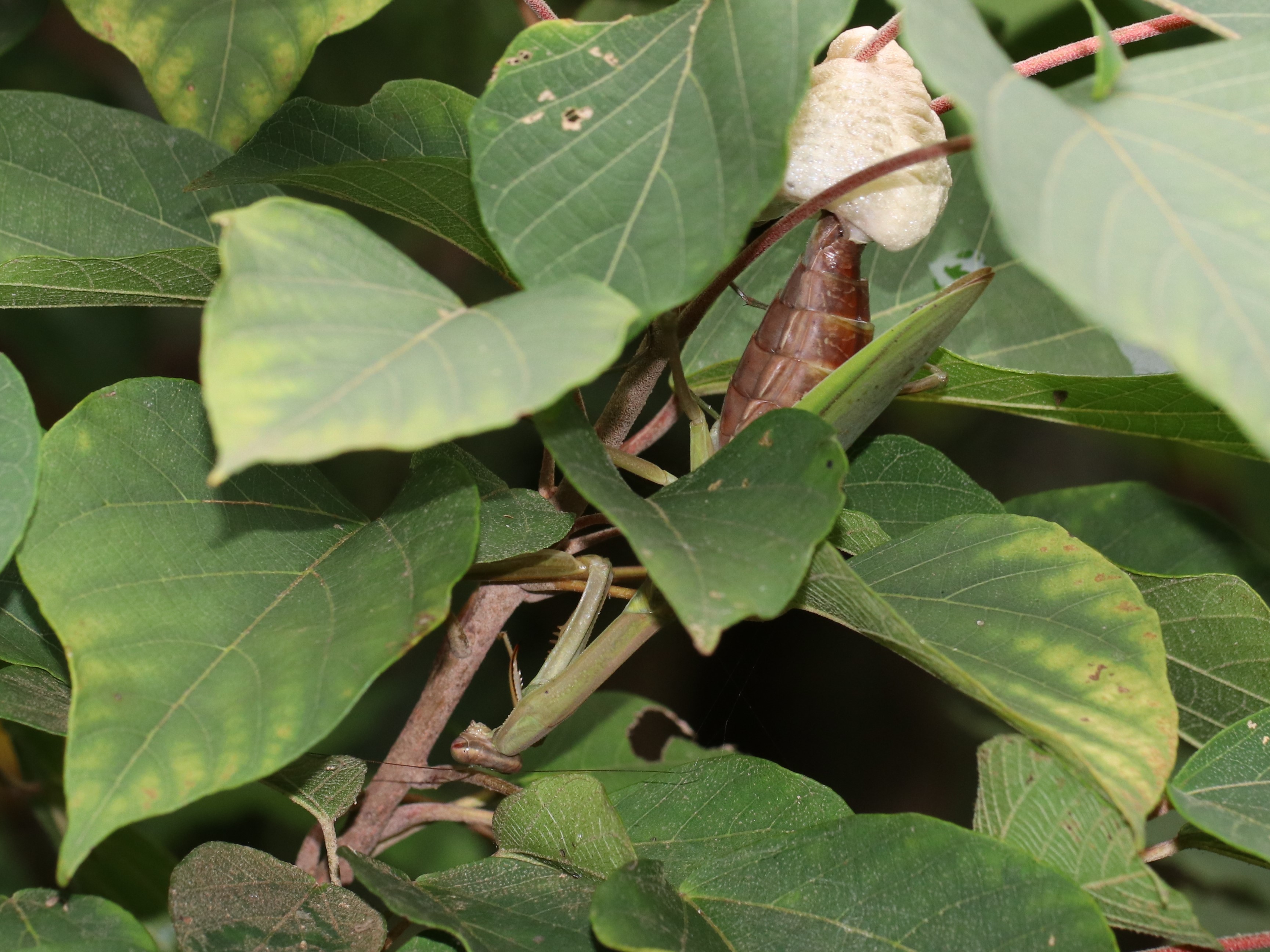 photo_4